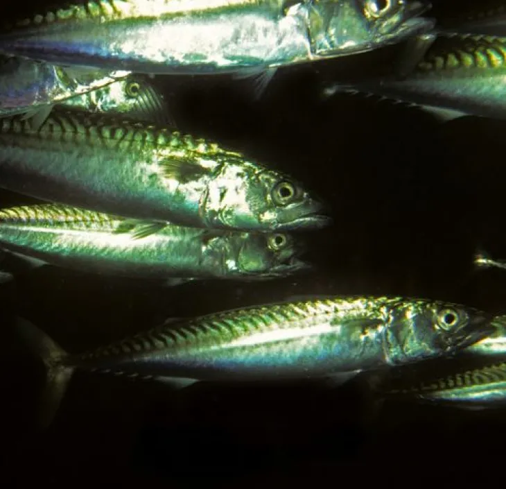 discover-the-atlantic-chub-mackerel-nausicaa